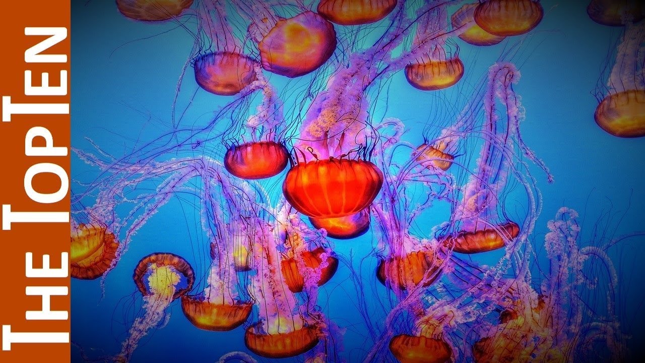 The Top Ten Most Beautiful Jellyfish on the Earth