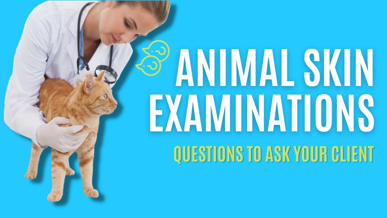 Questions To Ask During An Animal Skin Examination