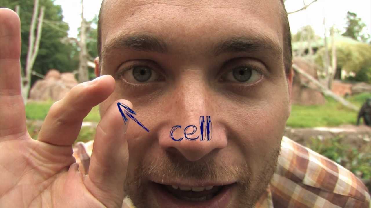 Fem små filmer om evolution: Avsnitt 1 (5)