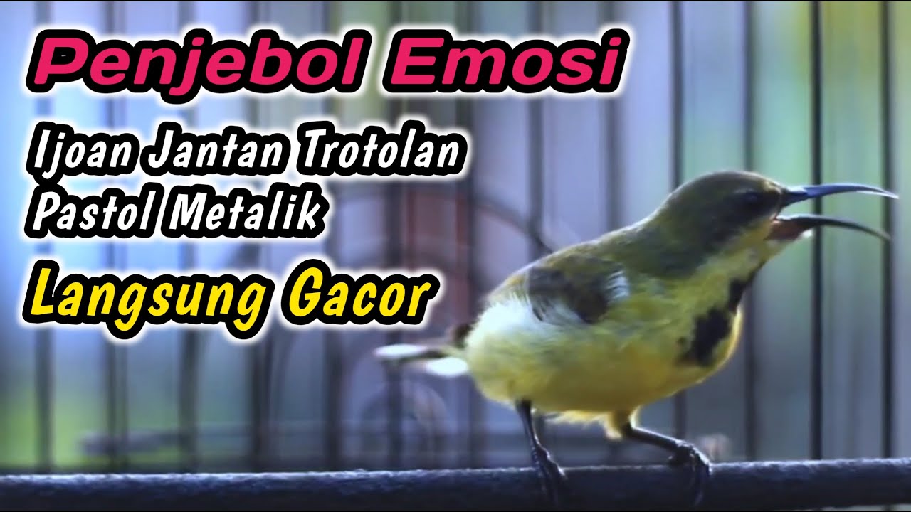 CUIT CUIT CERRR PANCINGAN PENGGACOR PALING COCOK UNTUK SEMUA SOGON‼️HITUNGAN DETIK LANGSUNG NEMBAK