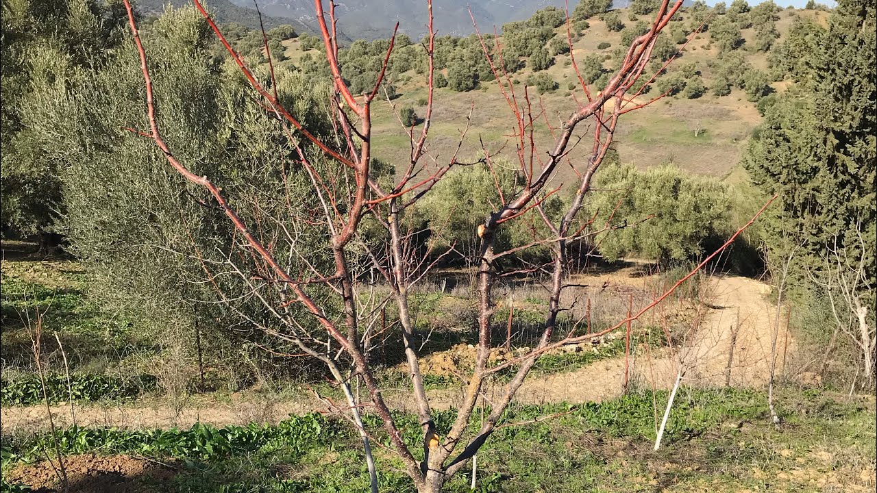 تقليم التربية أو تقليم التكوين للأشجار المثمرة taille de formation des jeunes fruitiers