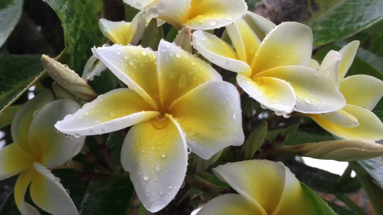 A country song is a song about life   HappyEmber Deeply Silent Music