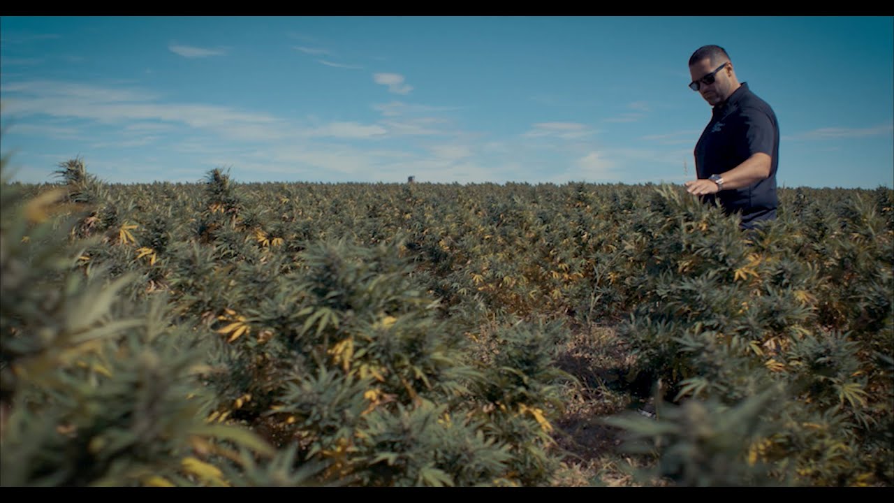 The Future of CBD Access - Green Lotus&trade; Hemp