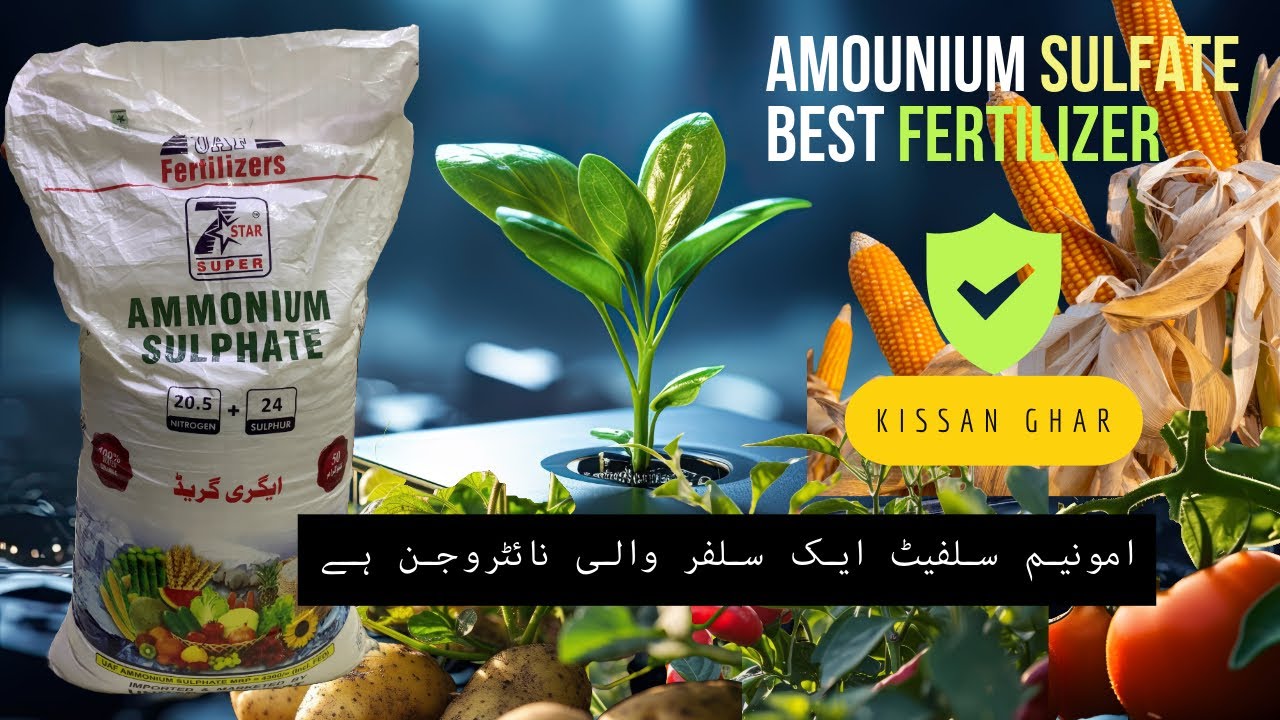 Ammonium Salfate Fertilizer Nitrogen sulphur for all plants and Crops United fertilizer | Kisan Ghar