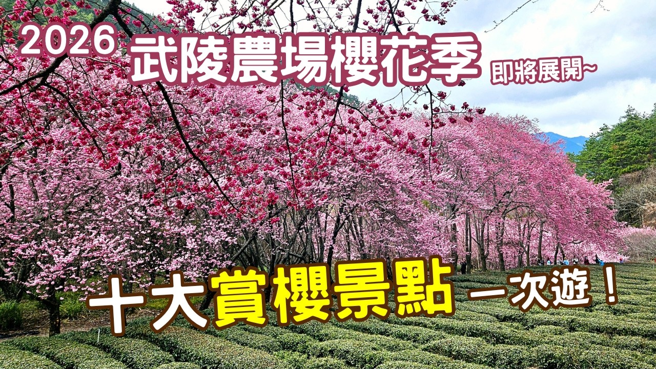 2026武陵農場櫻花季即將展開🌸帶你提前感受最美春天花海｜賞櫻專車一日遊攻略｜武陵十大賞櫻景點、茶園秘境路線全公開｜小莎生活漫旅 LittleSaTravel