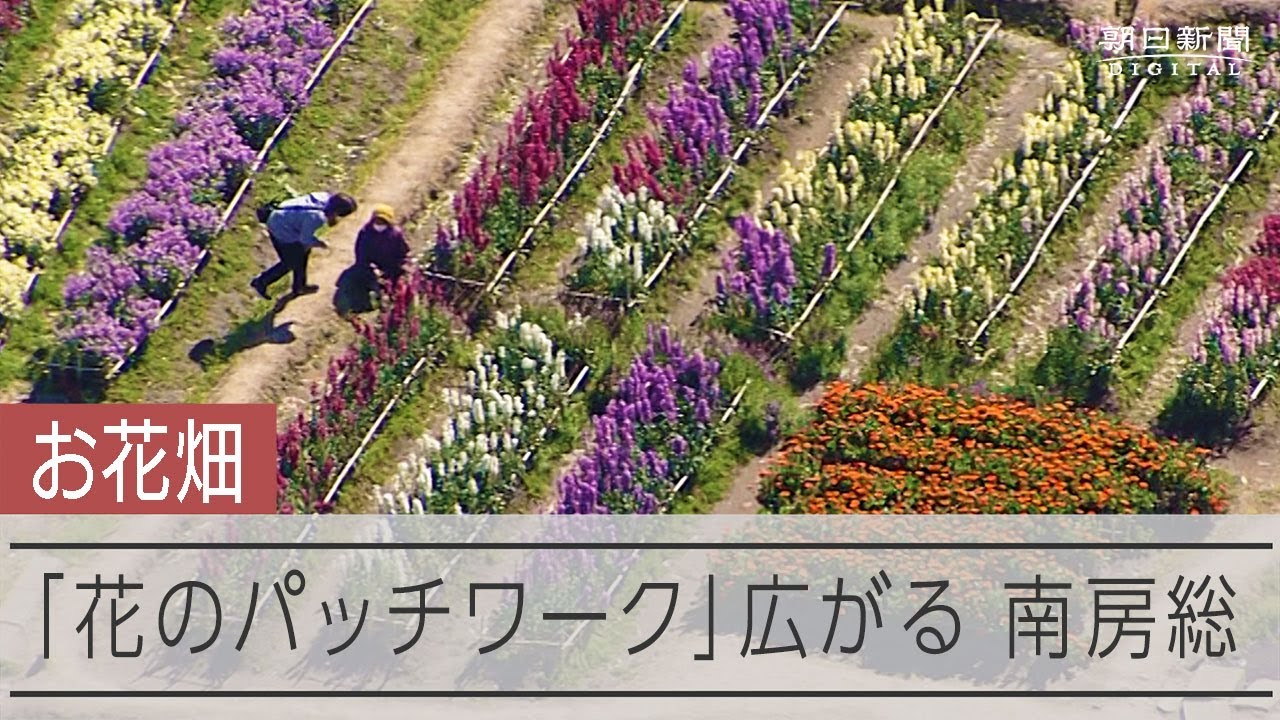 「花のパッチワーク」広がる　千葉・南房総市