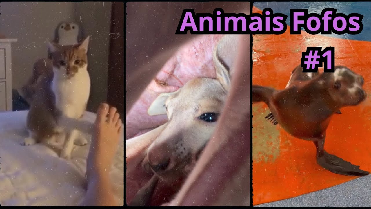 Os Animais Mais Fofinhos do Mundo