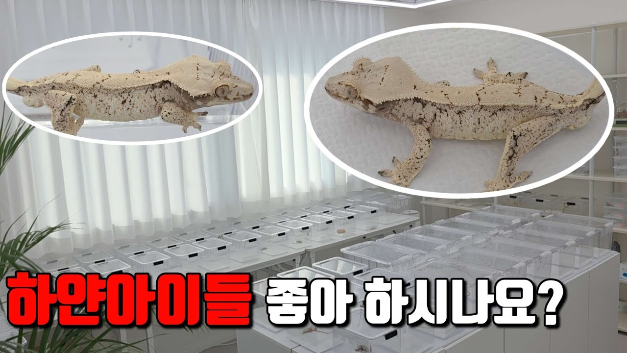 새로운 아이들이 입고되었데요...뭐 구경가야겟죠?