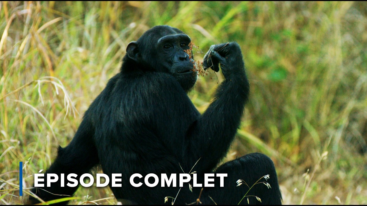 Quelle est la similitude entre les chimpanz&eacute;s et les humains? | Les nomades du Serengeti 105