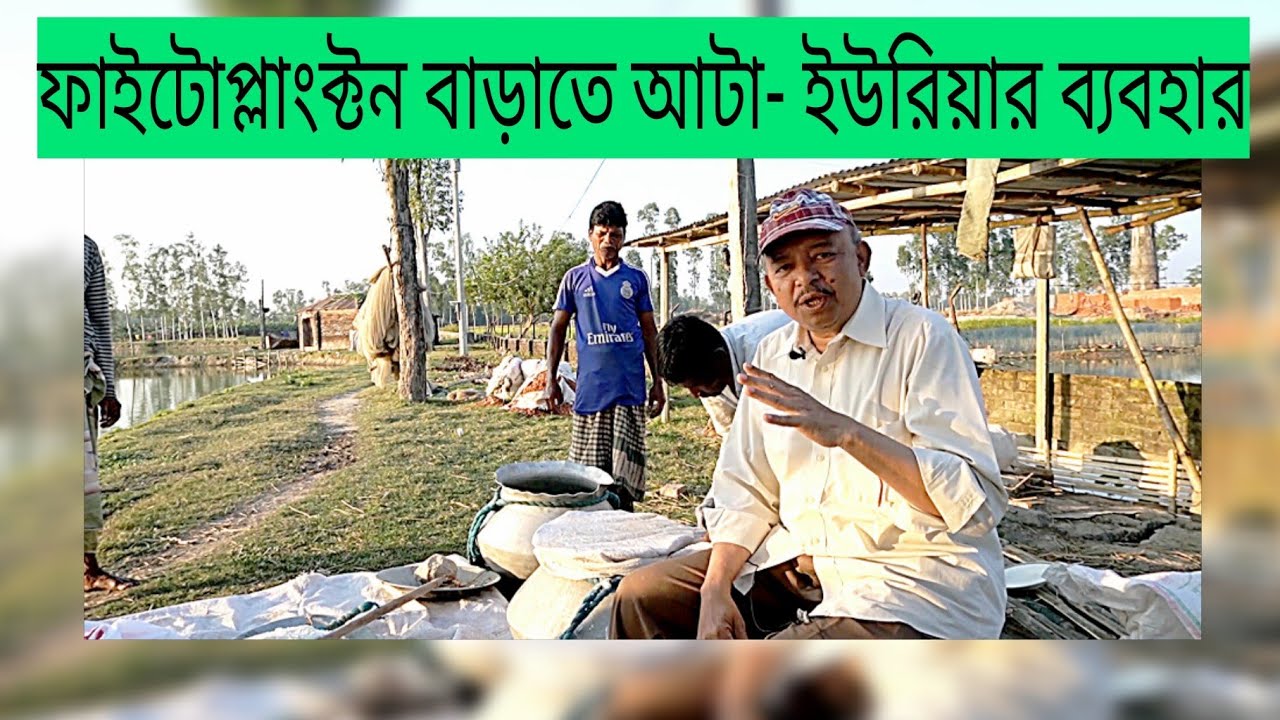 ফাইটোপ্লাংটন/প্রাকৃতিক খাদ্য বাড়ানোর উপায়। Increase of phytoplankton/natural feed । Abeed Lateef