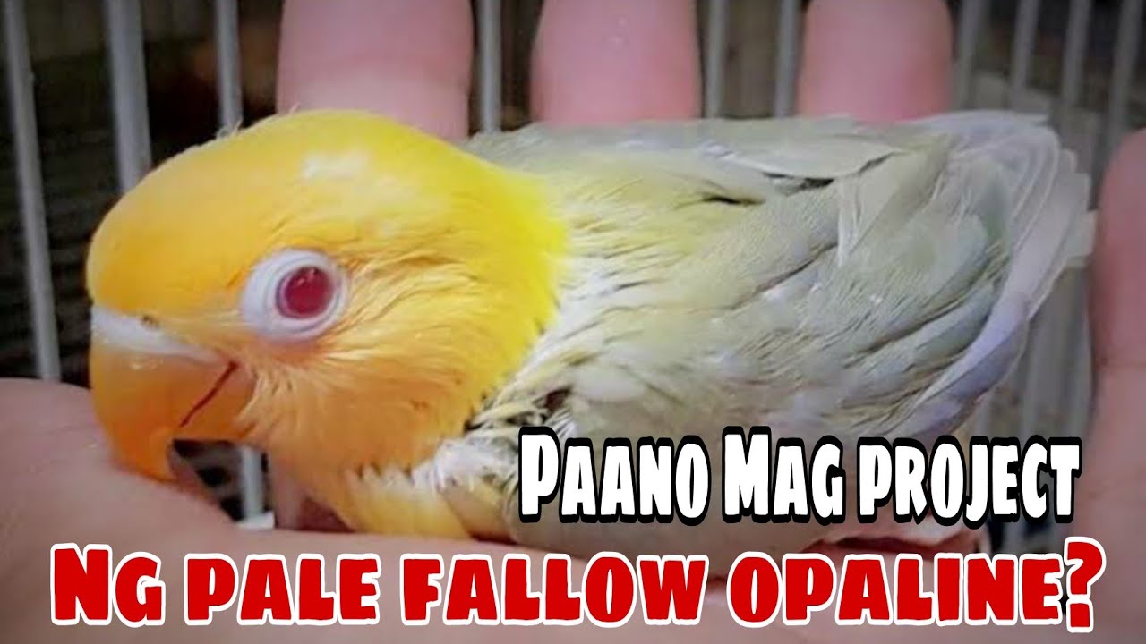 PAANO MAG PROJECT NG OPALINE PALE FALLOW GAMIT ANG BUDGET MEAL NA BREEDERS?