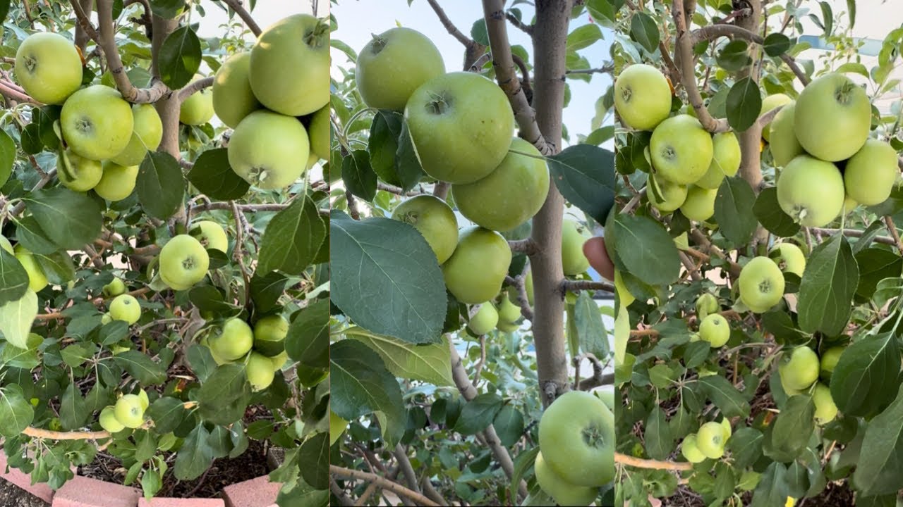 My Apple Garden