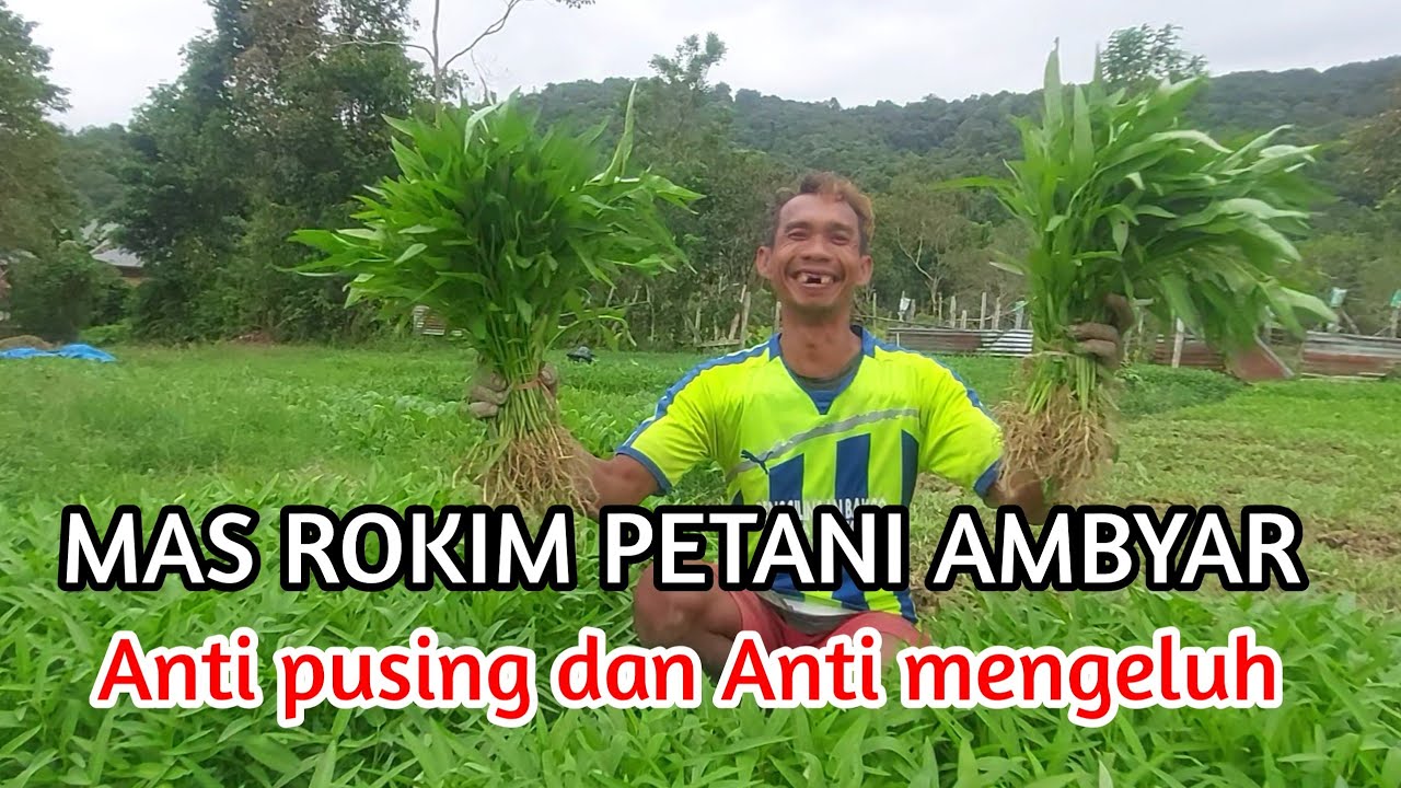 MAS ROKIM PETANI AMBYAR || BUKAN PELAWAK TAPI BIKIN ORANG KETAWA