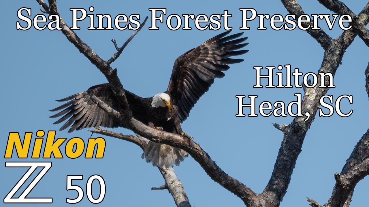 Bald Eagles & more at Sea Pines Forest Preserve • Nikon Z50