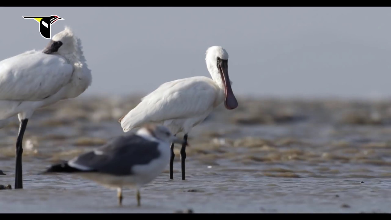 Filming Migratory Shorebirds on the Yellow Sea