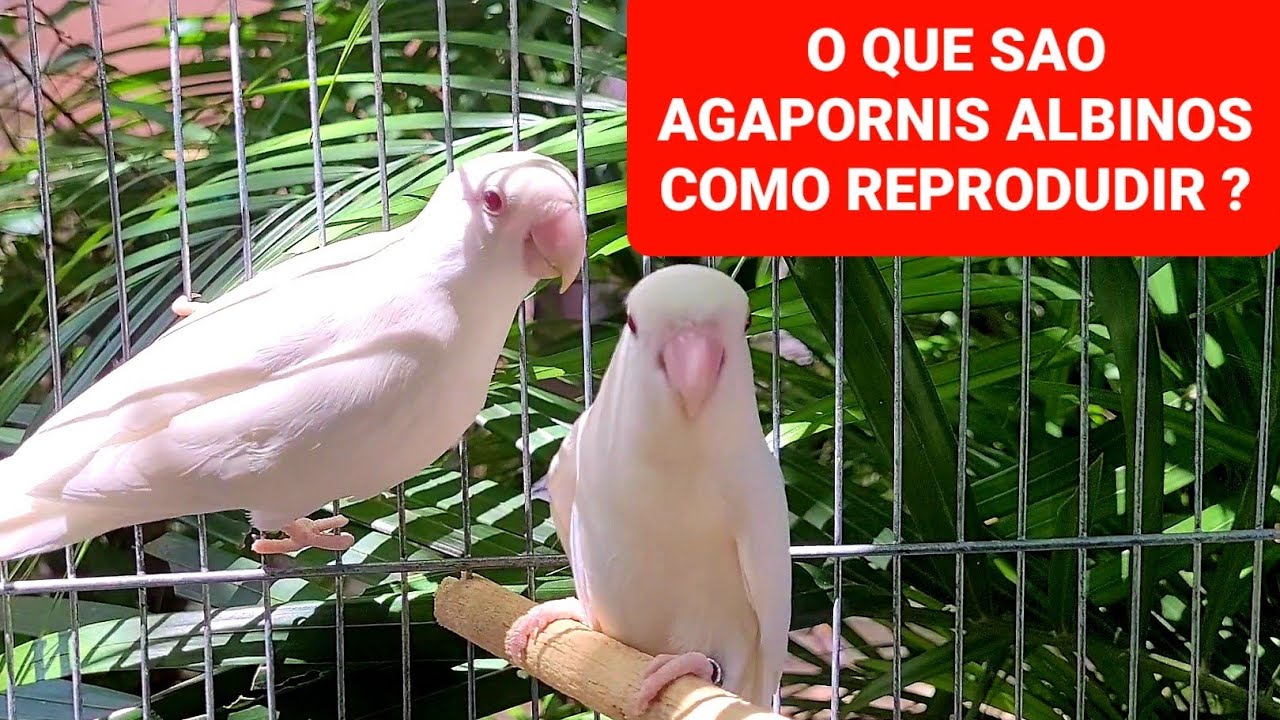 Super dica de como reproduzir um Agapornis Albino