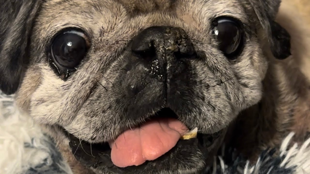 Sounds My Senior Pug Makes