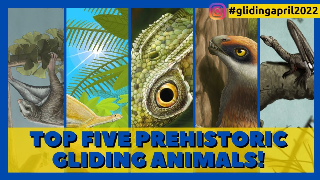 Top 5 Prehistoric Gliding Animals!
