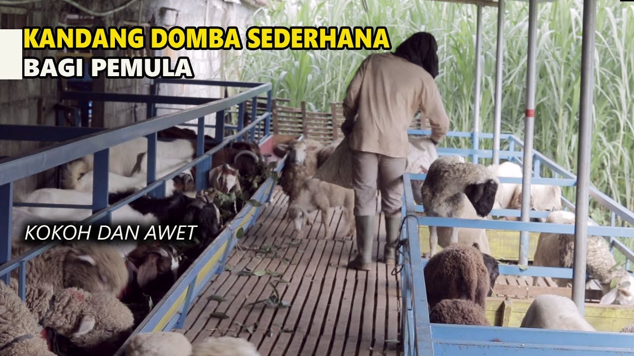 KANDANG DOMBA SEDERHANA BAGI PETERNAK PEMULA, KOKOH DAN KUAT