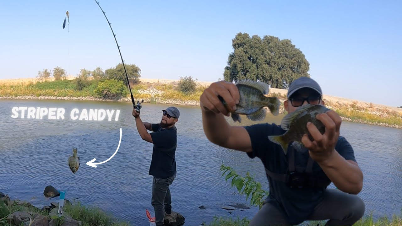 Catch&Cook on Pan Size BlueGill and using it as Bait For Massive Striped Bass! #2023 #love #nature