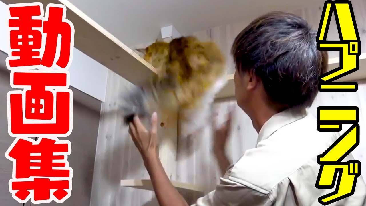 ちゃちゃのハプニング動画集 2017〜2018