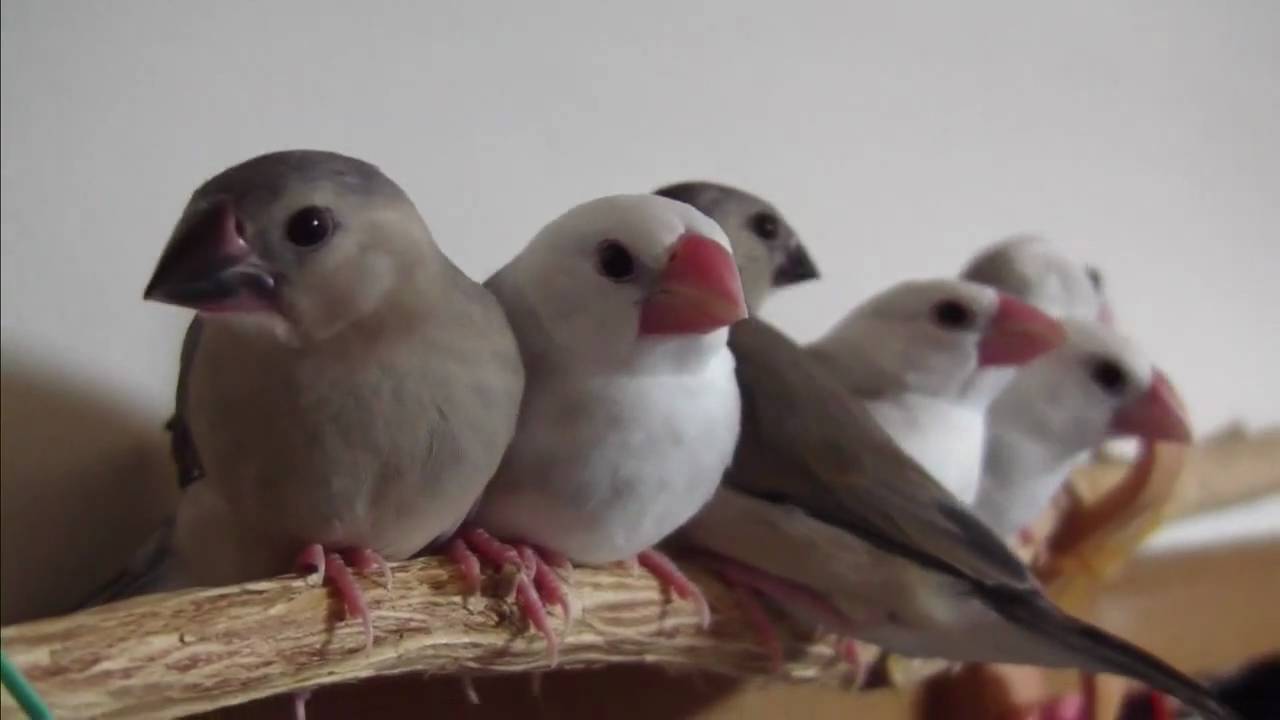 文鳥,Java Sparrow　6羽のヒナ達の場所取り争奪戦