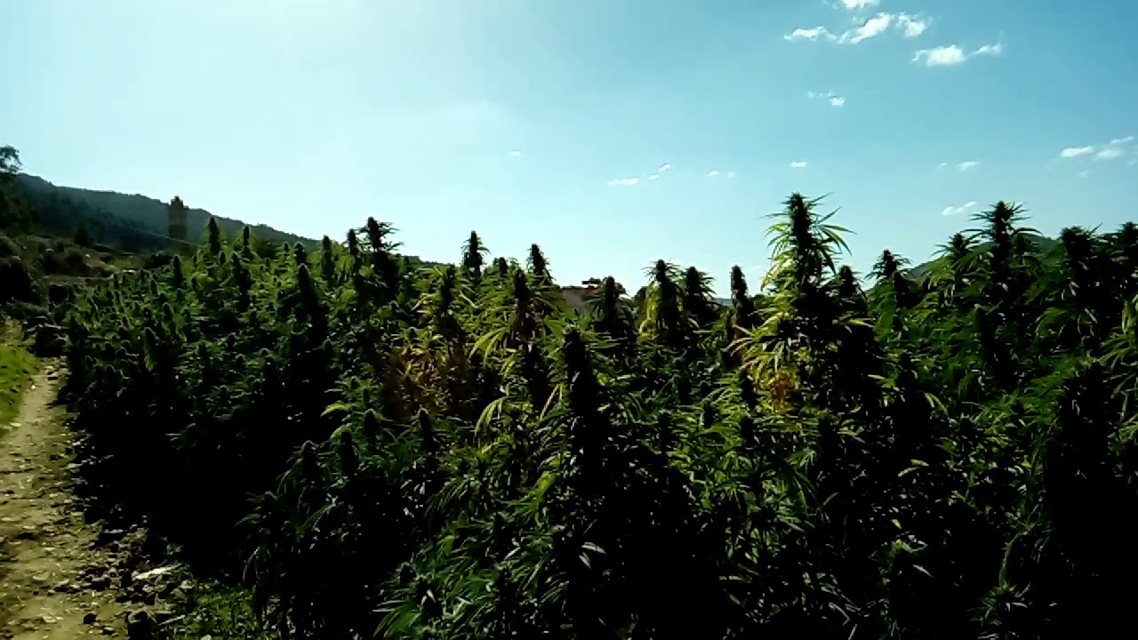 KETAMA    Field of Dreams