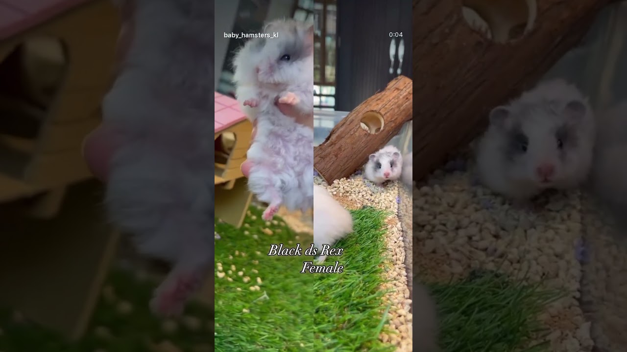 This little girl 👧 are look like mini panda 🐼 female dominant spot Rex carried blue 🦋💋🩷