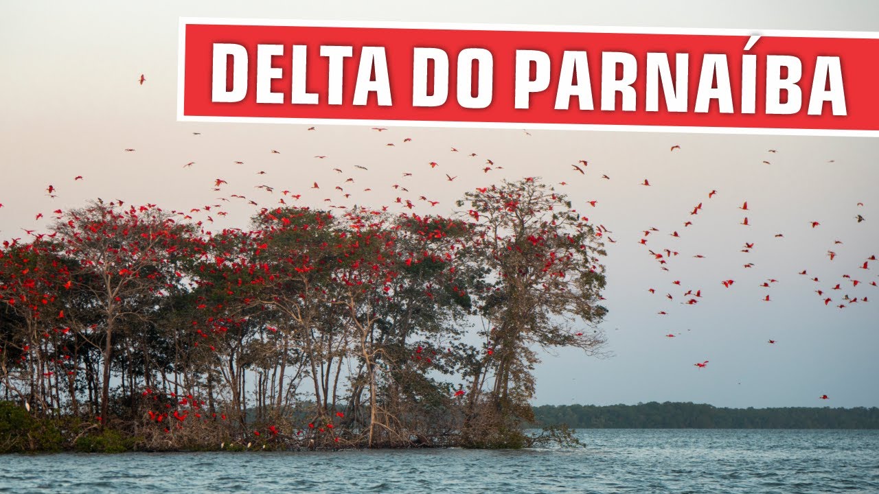 DELTA DO RIO PARNAÍBA E A REVOADA DOS GUARÁS | Um espetáculo da natureza no nordeste