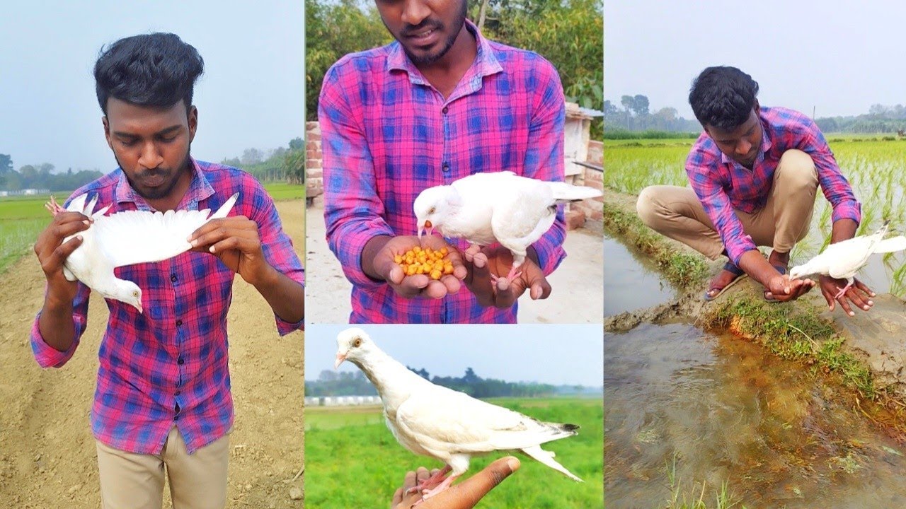 আজকে প্রথম দিন মাঠে ঘুরতে নিয়ে গিয়েছিলাম || মাঠে গিয়ে কি কি করলাম #akashminizoo