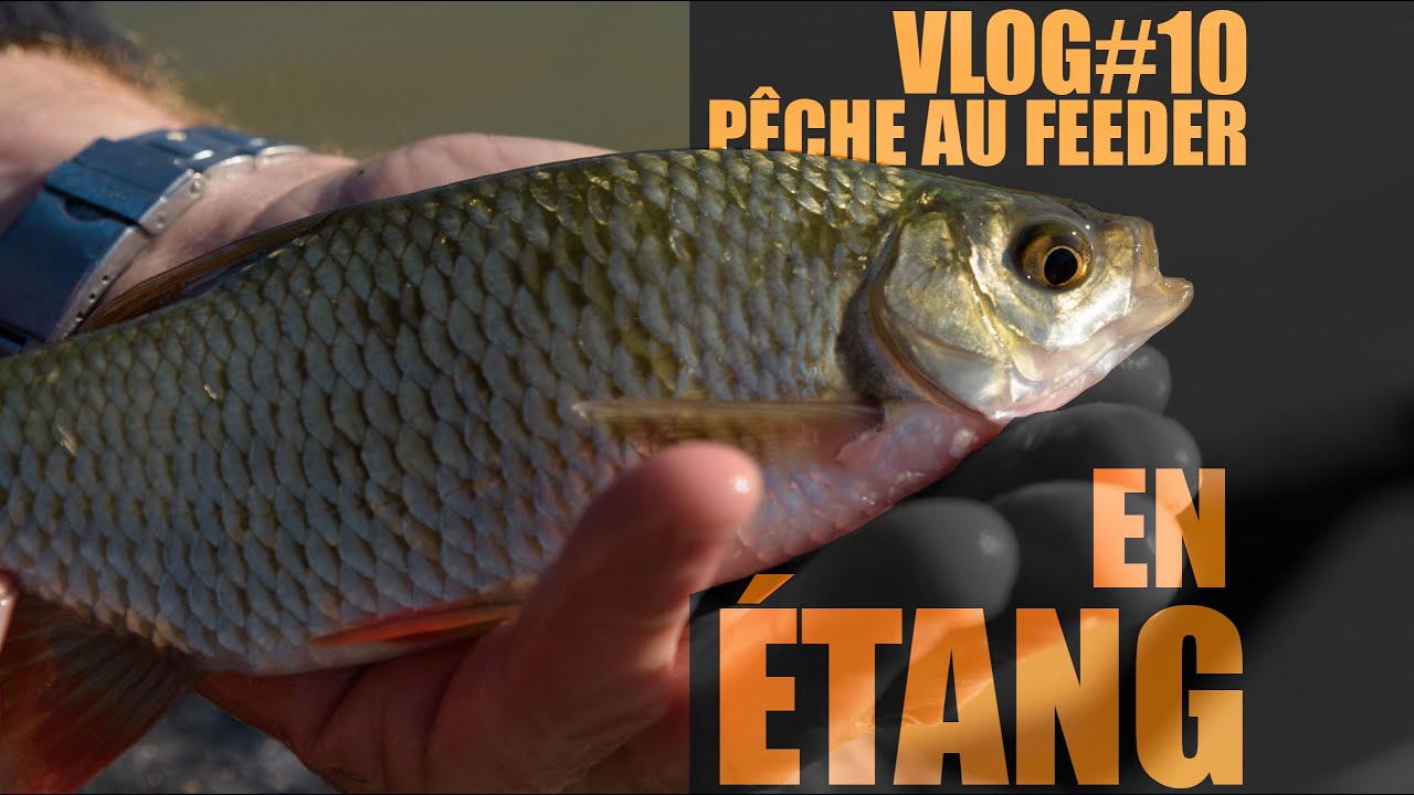 P&ecirc;che au feeder en &eacute;tang, l&rsquo;erreur &agrave; ne pas commettre !