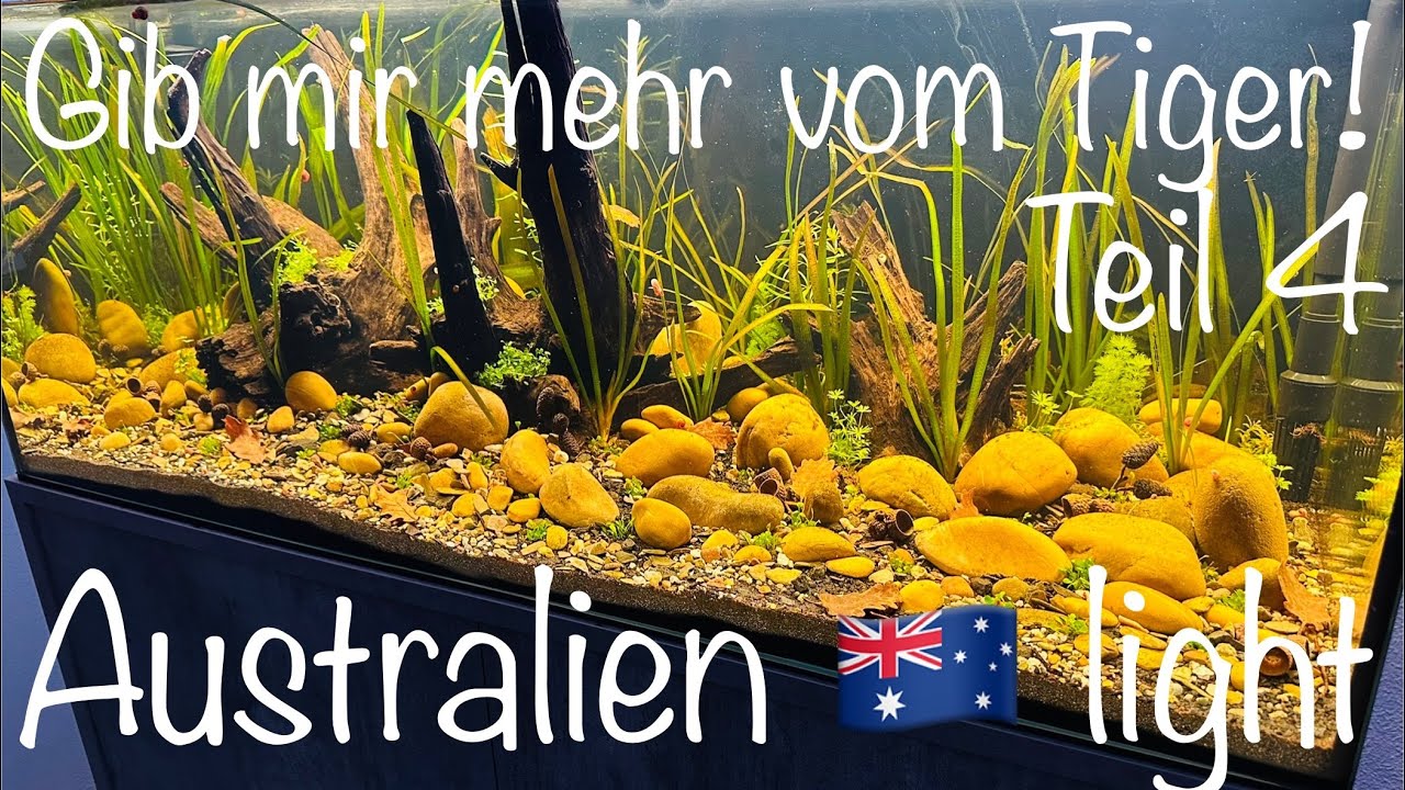 🇦🇺 Australien light Aquarium & mehr mehr mehr #aquarium #aquaristik