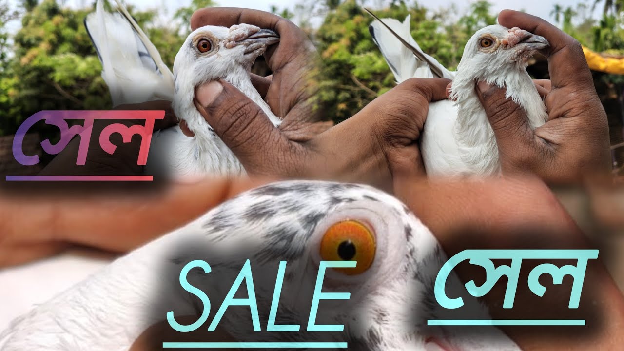 Uluberia.howrah.Madrasi & Giribaz Pigeon Full Loft Sale com dam| MADRASI & GIRIBAZ PIGEON SALE