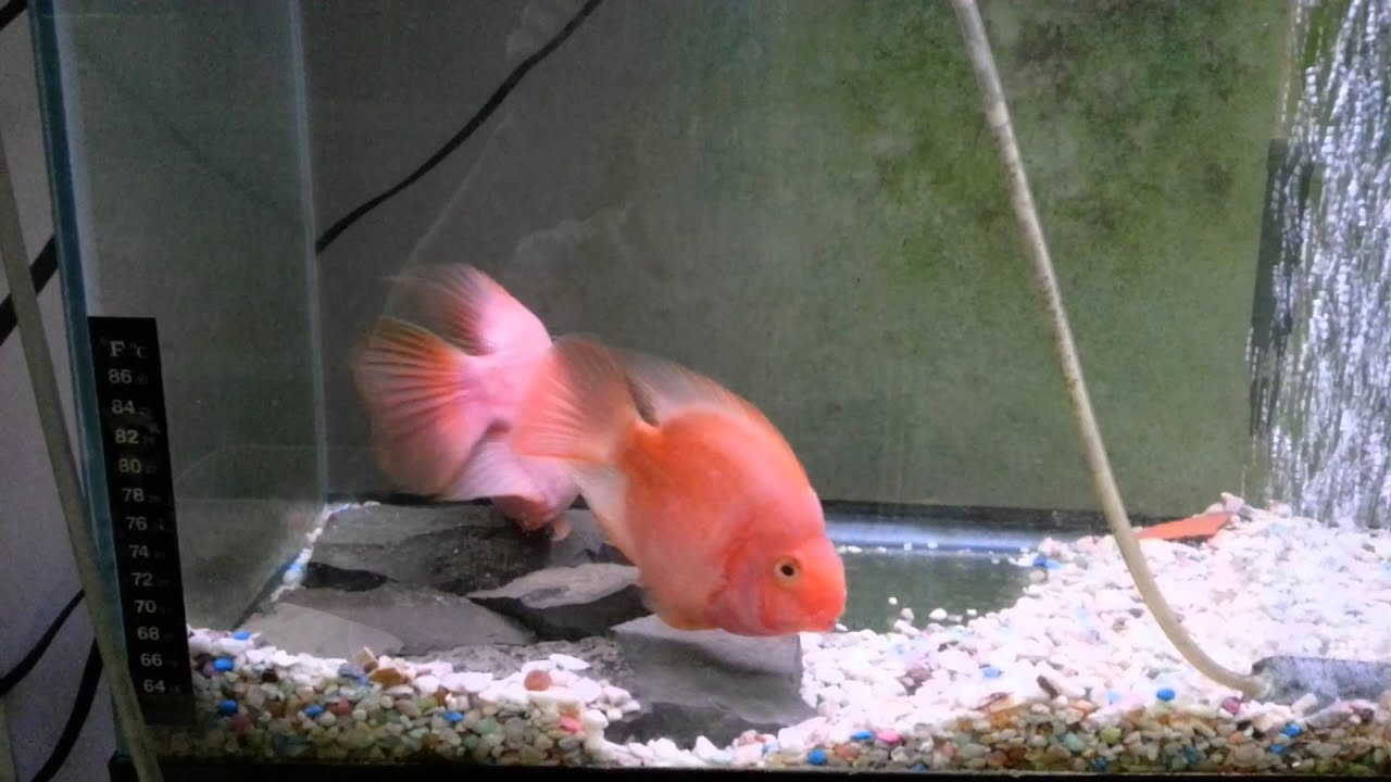 King Kong Parrot Fish breeding