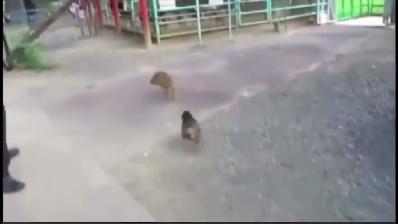 Baby Monkey (2021 Nostalgia) 