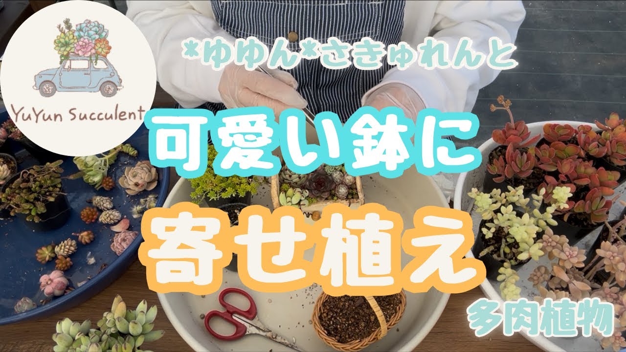 【多肉植物】寄せ植えしてみた🎶2026年2月9日