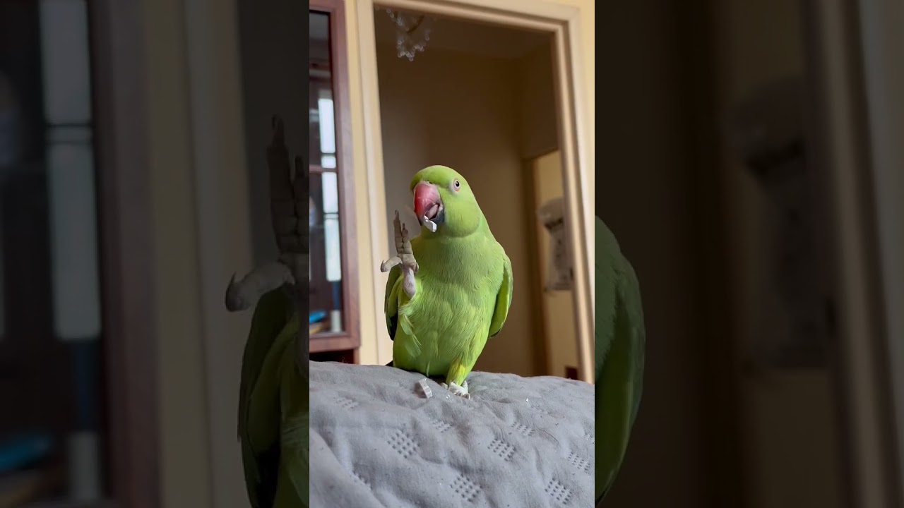 😈 #birds #birdwatching #greenbird #greenparrot