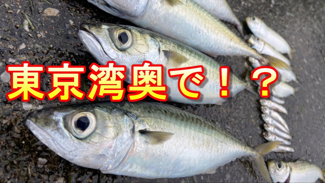 豊洲ぐるり公園近くで釣り　サビキ釣りで回遊魚を釣る！　東京湾奥に入ってきた！(午前)