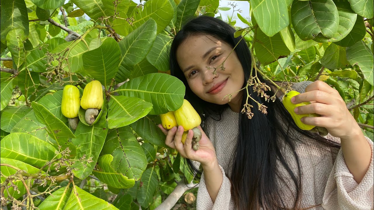 Tasting cashew fruit - cashew tree - cashew nut - cashew fruit - rural farm life