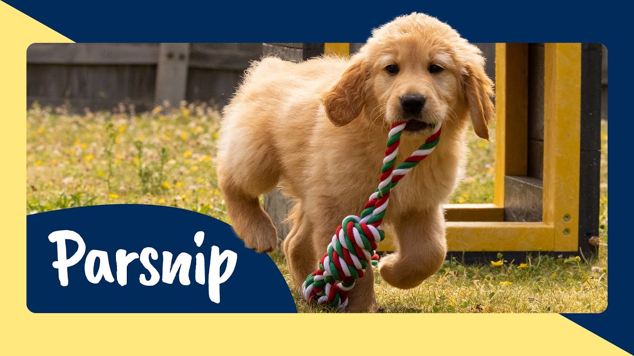 Meet Guide Dog Puppy Trainee Parsnip - Sponsor His Journey to Become a Life Changing Guide Dog