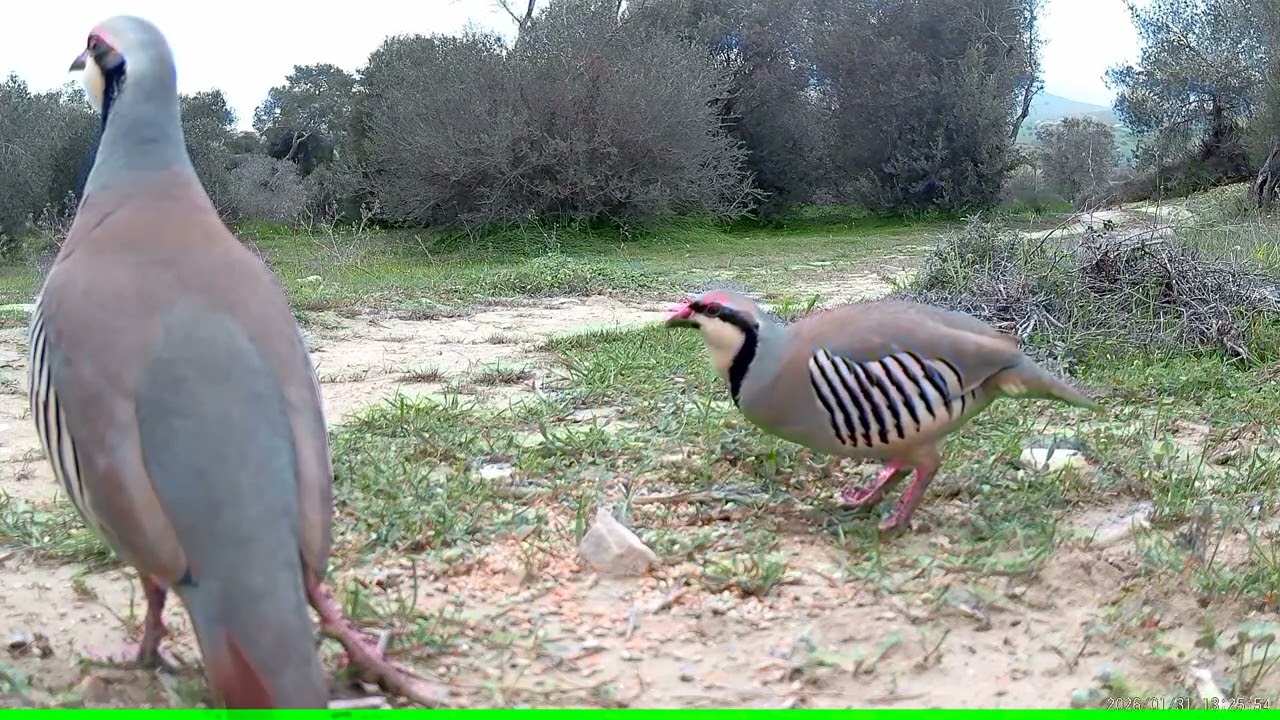 Chukar Partridge (Alectoris chukar). Πέρδικα