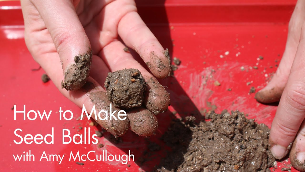 How to Make Seed Balls