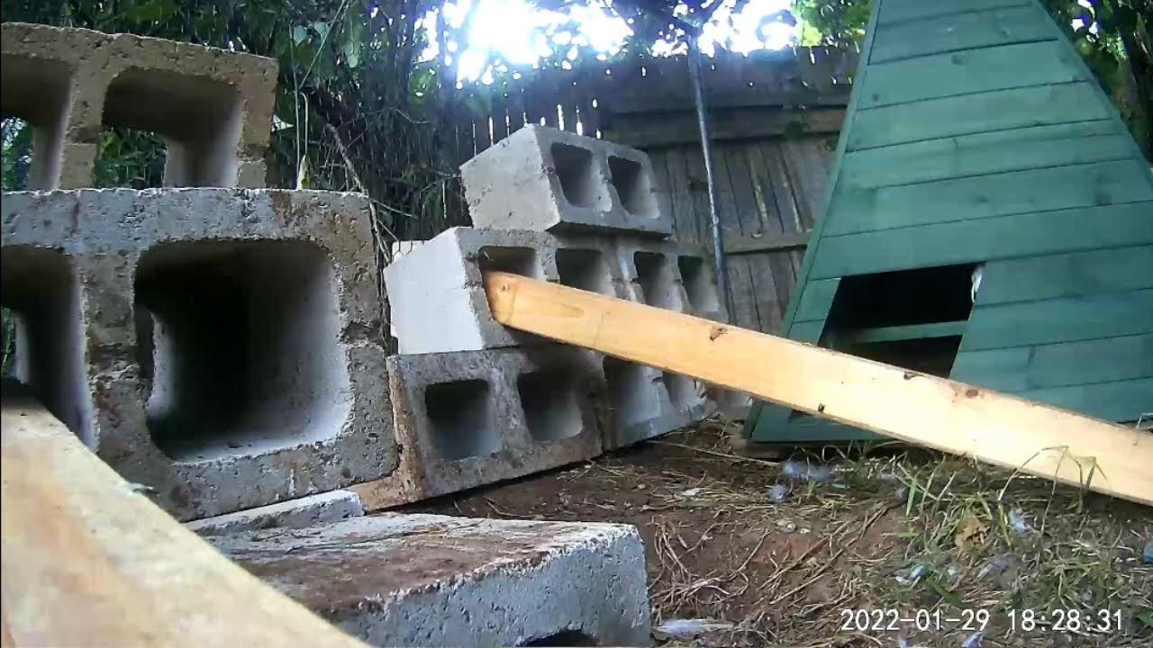 Bantams Fluffy Butts Live!