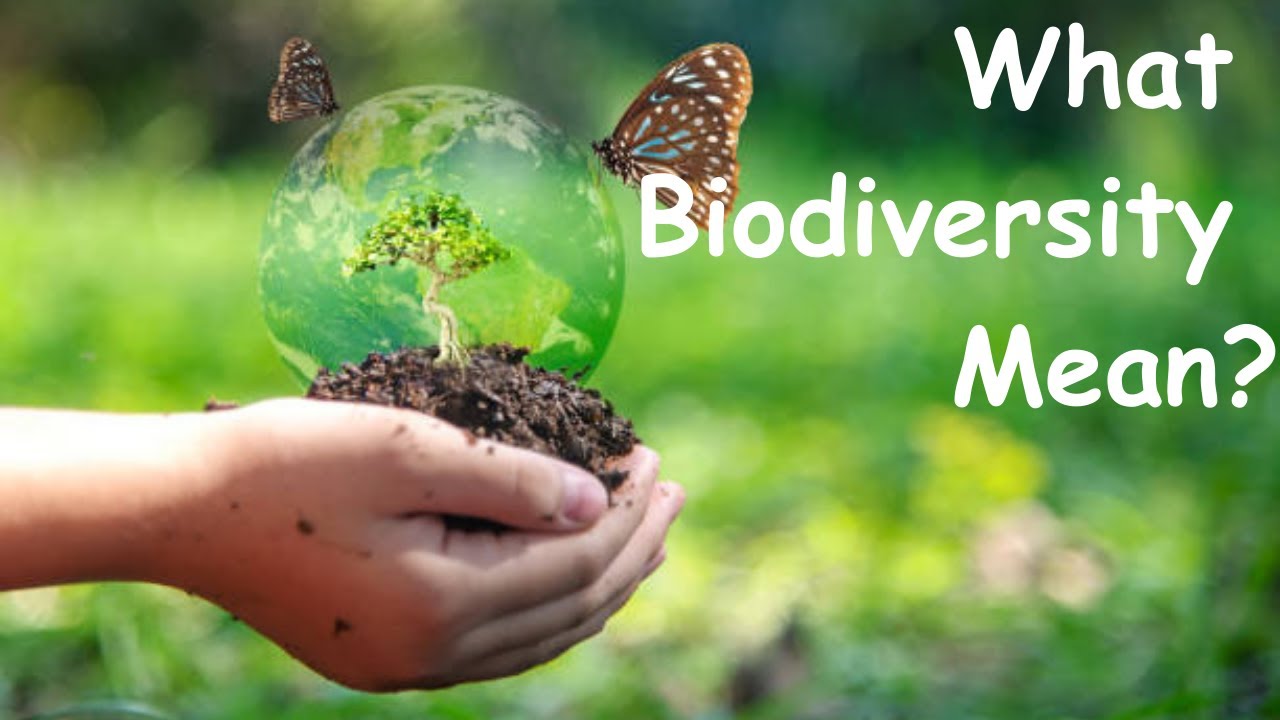 What is Biodiversity? | Words | Hindi | GyanMe