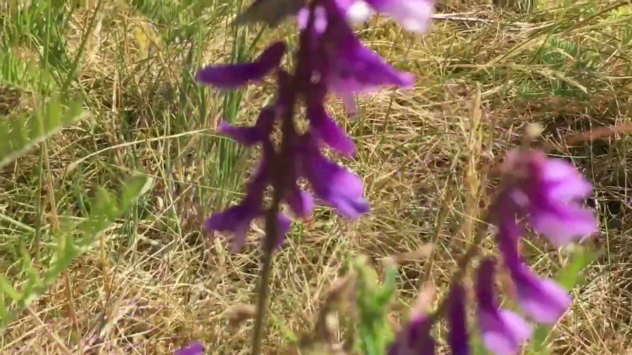 Biodiversitet 🌸🦋 [ Flamme Rouge 🚩 Nature ]