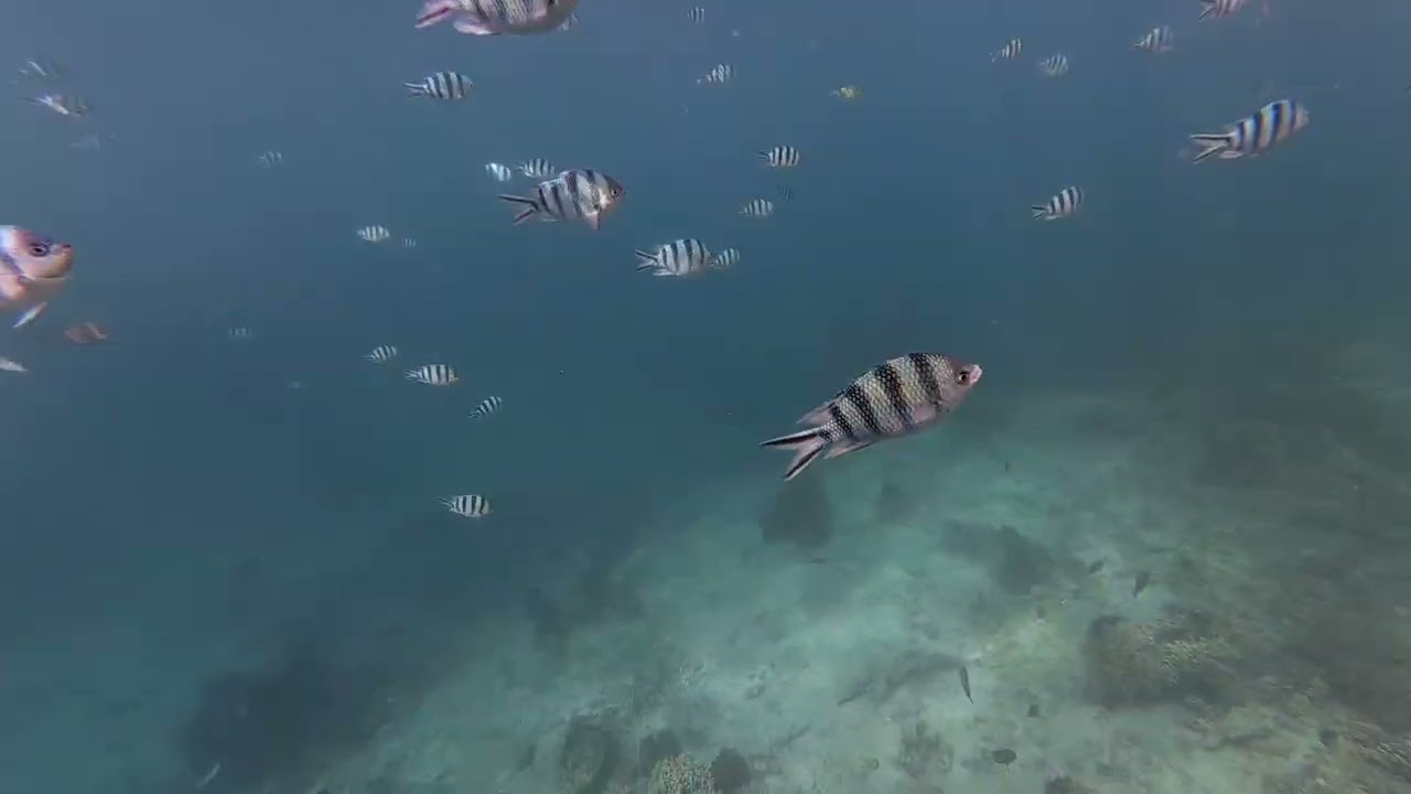 The Giant Clam area of Puerto Galera 