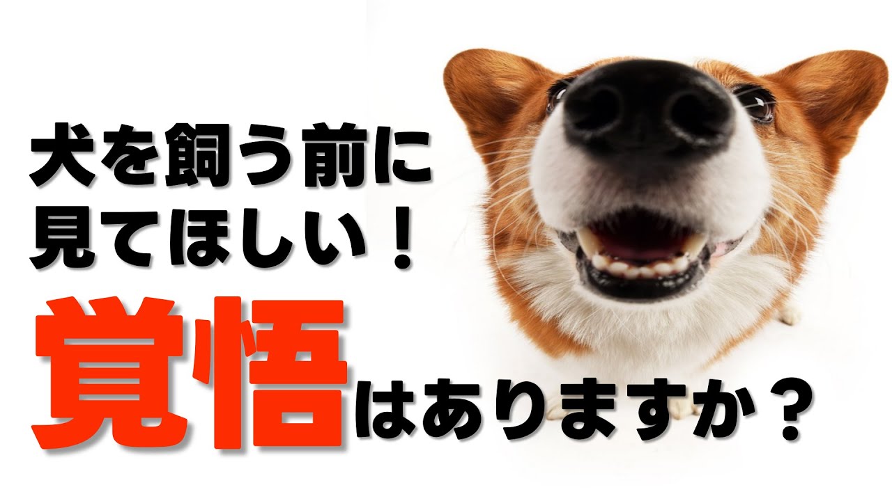犬を飼う前に見てほしい！覚悟ある？犬を飼うとできなくなること5選