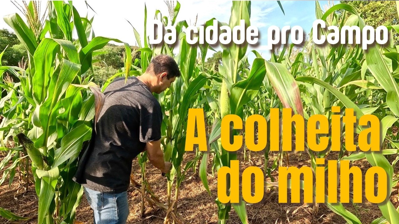 COLHEITA DO MILHO E MAIS DA ROTINA DA ROÇA