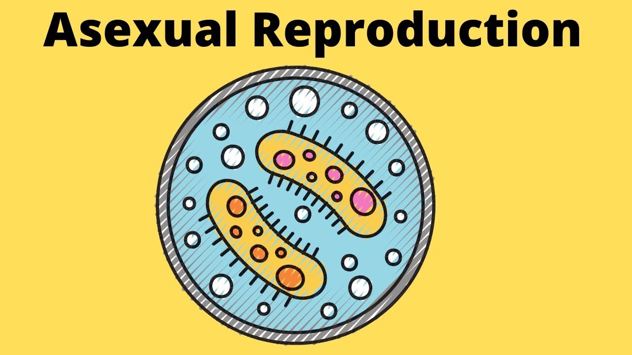 Asexual Reproduction-Fission-Budding-Fragmentation-Spores