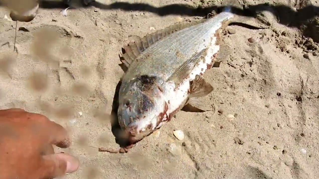 SURFCASTING, com atividade, sargos e boa dourada. iscada de americana, casulo Parchal e bibi.
